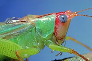 Gladiator: Gladiator Katydid