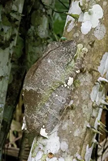 Gladiator: Gladiator Treefrog (Hyla boans) sleeping