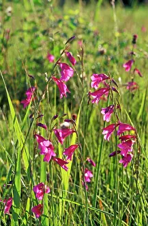 Gladiolus: Gladiola palustris - in flower