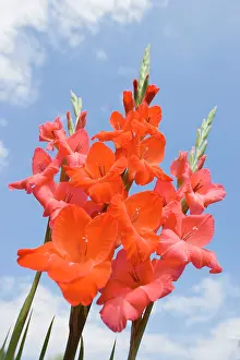 Gladioli: Gladioli Flowers - Red against blue sky