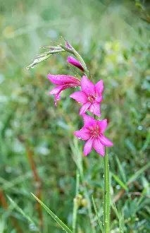 Gladiolus: GLADIOLUS