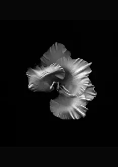 Gladiolus: Gladiolus