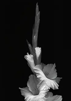 Strengthen: Gladiolus