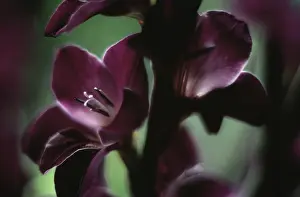 Gladiolus: Gladiolus