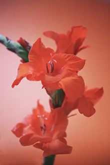 Gladiolus: Gladiolus