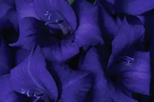 Gladiolus: Gladiolus