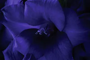Gladiolus: Gladiolus