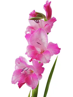 Gladiolus: Gladiolus