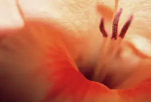 Gladiolus: Gladiolus