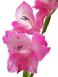 Gladiolus: Gladiolus