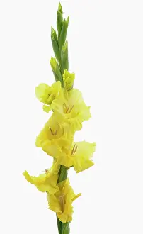 Sword: Gladiolus