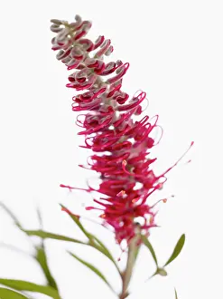 Toothbrush: Gladiolus
