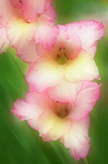 Gladiolus: Gladiolus