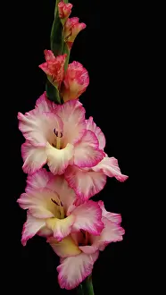Sword: Gladiolus