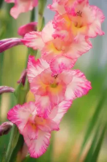 Gladiolus: Gladiolus