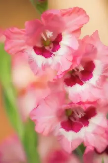 Gladiolus: Gladiolus