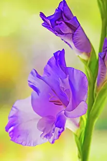 Sword: Gladiolus