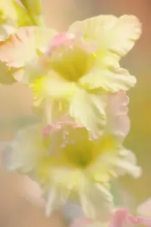 Gladiolus: Gladiolus