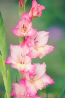Gladiolus: Gladiolus