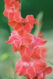 Gladiolus: Gladiolus