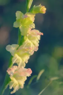 Gladiolus: Gladiolus