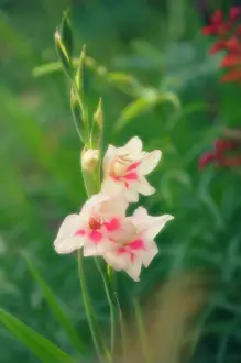 Gladiolus: Gladiolus