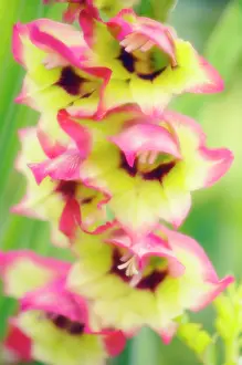 Gladiolus: Gladiolus