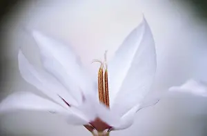 Sword: Gladiolus