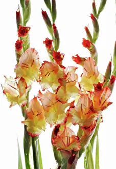 Gladiolus: Gladiolus