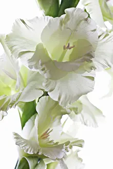 Prosperity: Gladiolus
