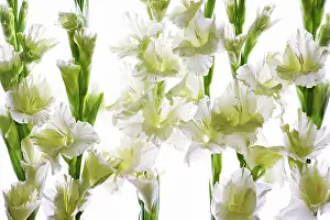 Prosperity: Gladiolus