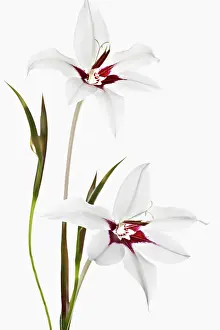 Sword: Gladiolus