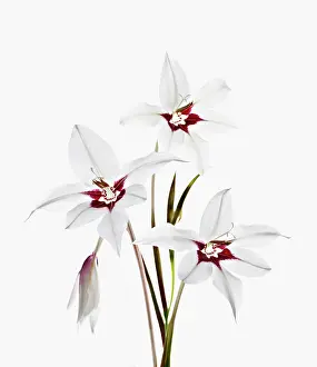 Sword: Gladiolus