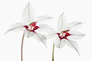Sword: Gladiolus