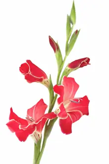Gladiolus: Gladiolus