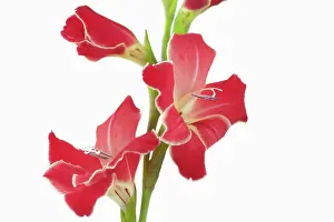 Gladiolus: Gladiolus