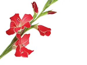 Gladiolus: Gladiolus
