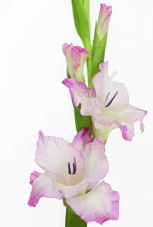 Gladiolus: Gladiolus