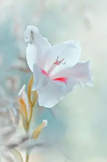 Sword: Gladiolus