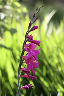 Sword: Gladiolus
