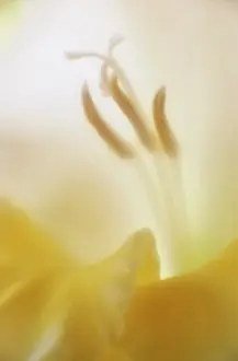 Mystery: Gladiolus
