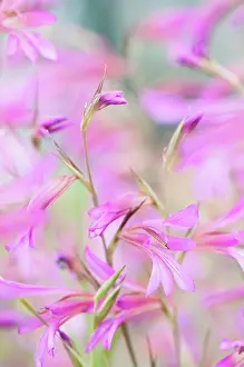 Gladiolus: Gladiolus cultivar, Gladiolus, Field gladiolus, Pink, Perenn