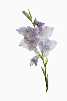 Cool: Gladiolus, Gladiolus cultivar, Mauve subject, White