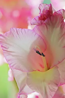 Gladiolus: Gladiolus, Gladiolus x hortulanus Priscilla, Close