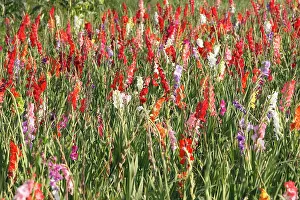 Gladiolus: Gladiolus - mass in field - cultivated