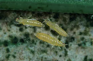 Thripidae: Gladiolus thrips nymphs
