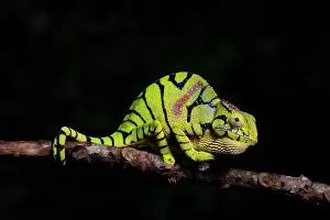 Furcifer: Glam-rock cham&, x4b25;on (Furcifer timoni), female