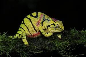 Furcifer: Glamrock Chameleon (Furcifer timoni) in Amber Mountain