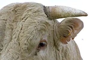 Tranquillity: Glance of a Bull race Charolaise Charolais France