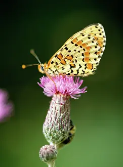Melitaea: GLANVIL FRITILLARY BUTTERFLY - On Thistle